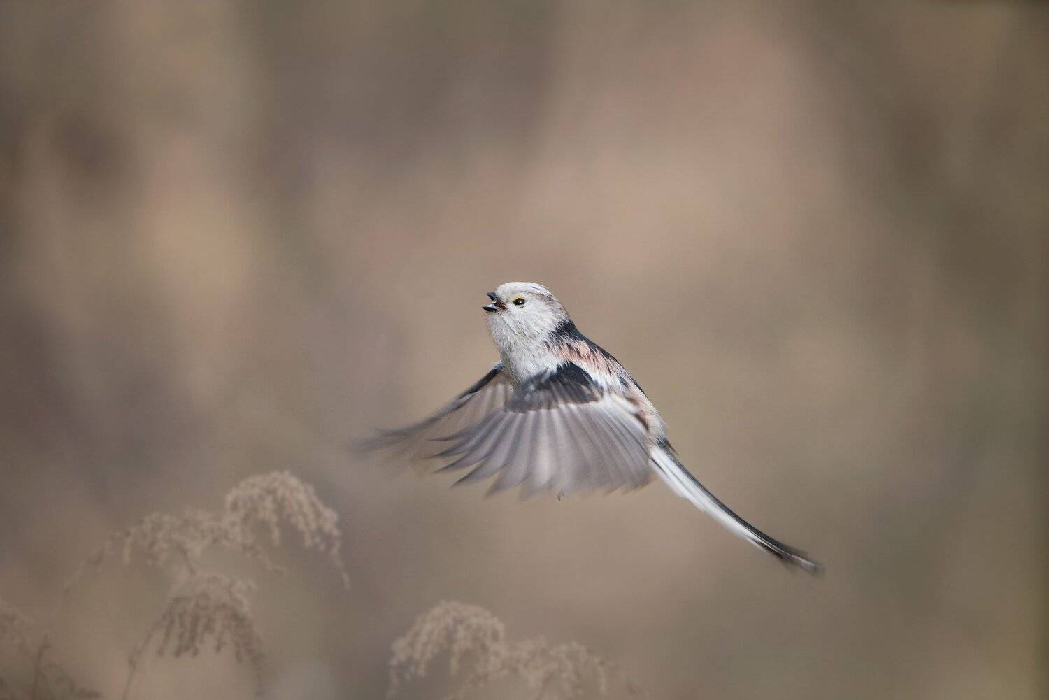 , Arkadiusz Michalak
