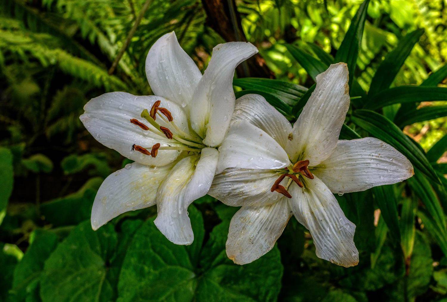 , Владимир Гамаюнов