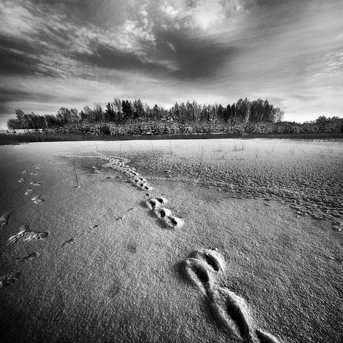 следы, Rimantas Petrikas