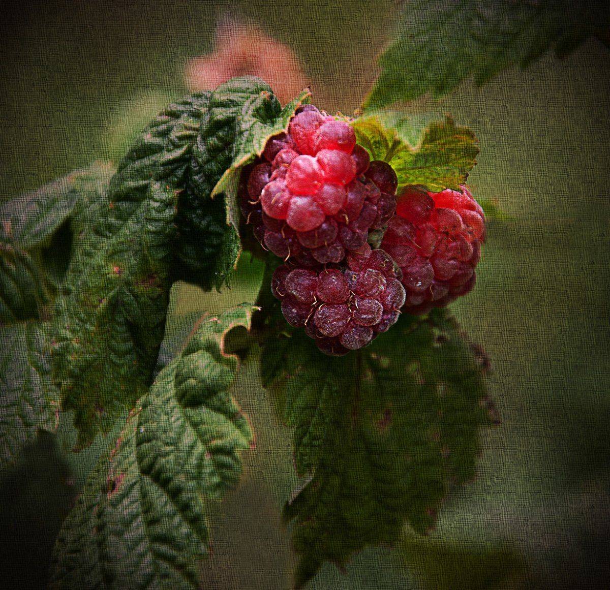 малина, Rimantas Petrikas