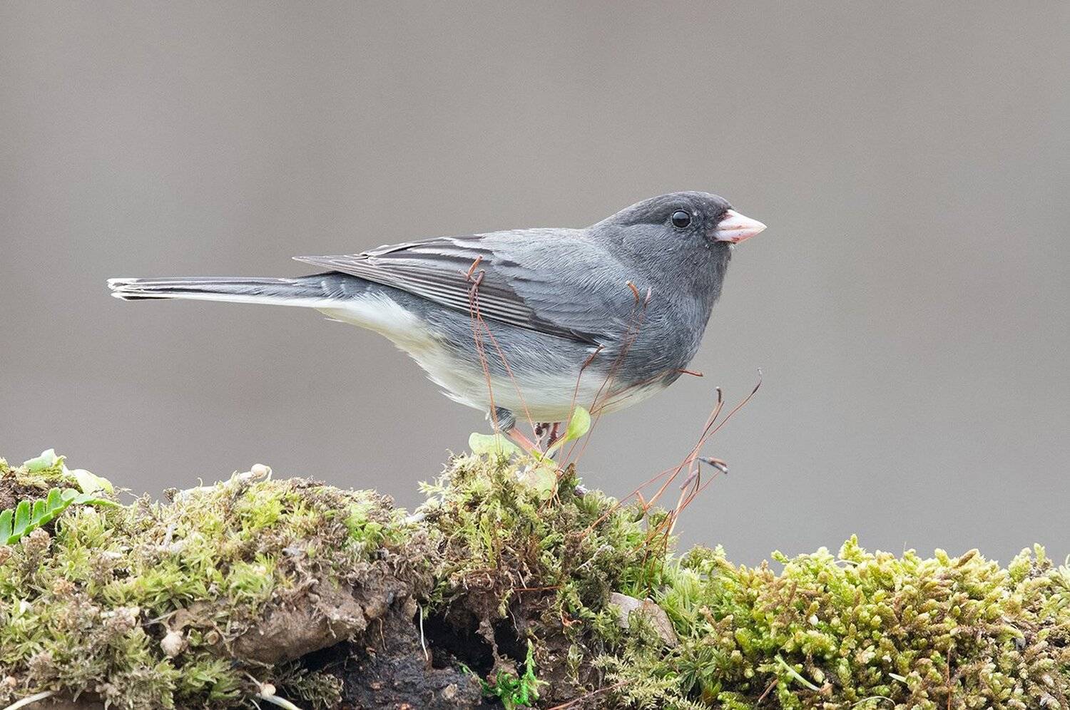 юнко, junco, Elizabeth Etkind