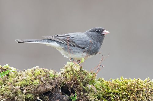 Юнко -Dark-eyed Junco