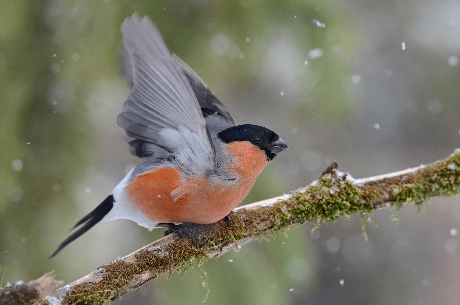 снегирь,самец,старт,снег,бор, Иван