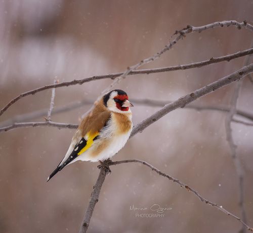 А у нас за окном ...