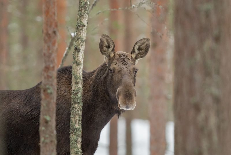 Мои фотомодели. Лоси. фото превью