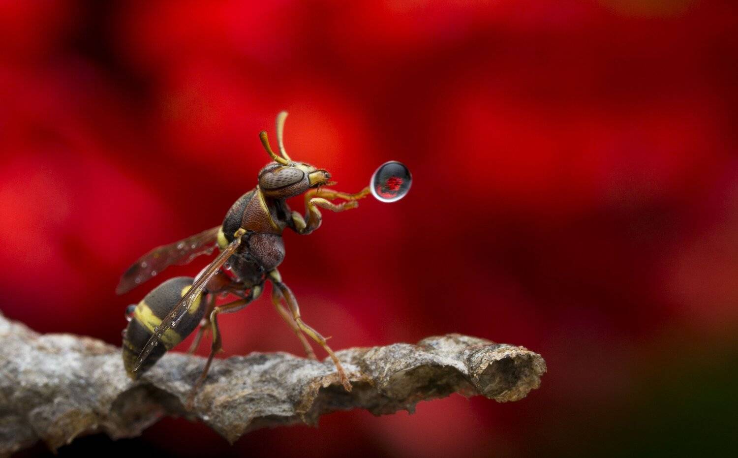 #macro#wasp#waterbubble#reflection#colors, Choo How Lim