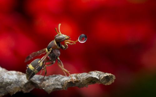 Wasp Blowing Water Bubble  180307A