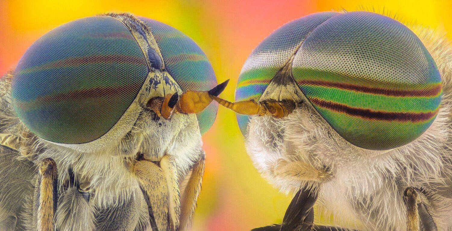 ceclii, macro, extrememacro, Tsvetan Ganev