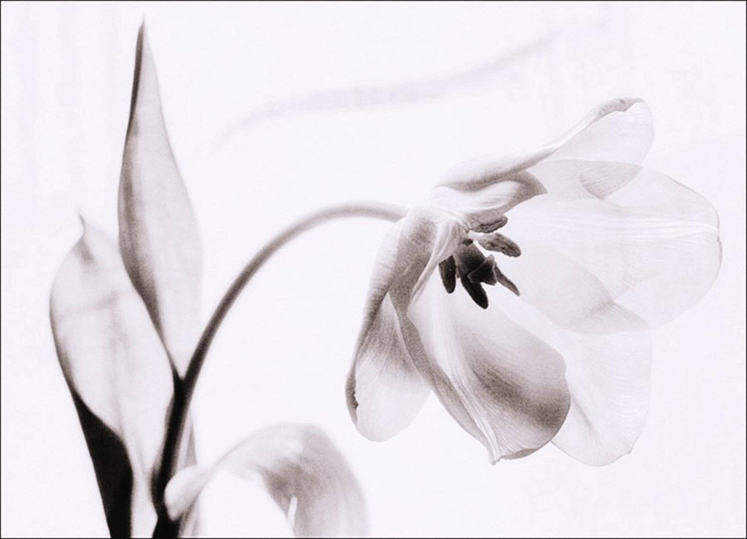 , Елена Лаврова