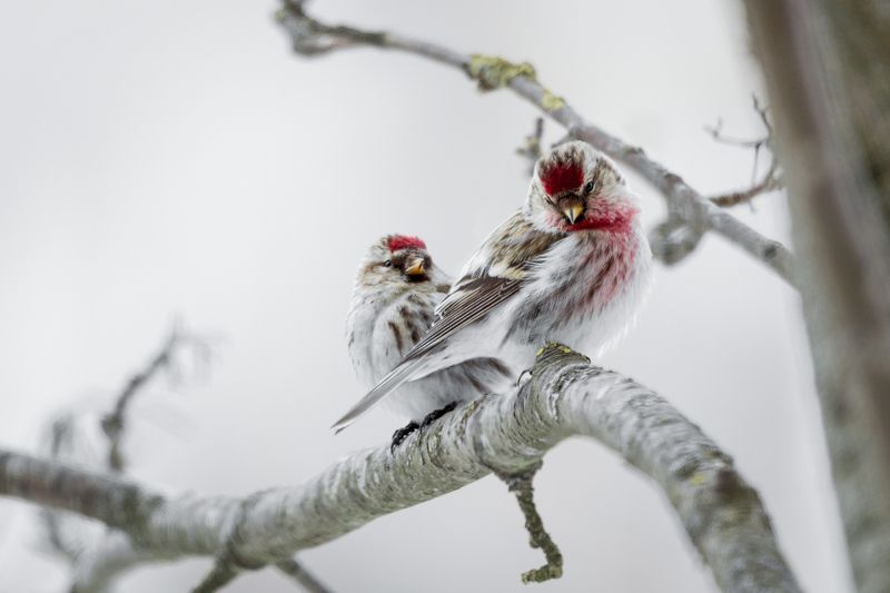 птицы, зимовка, птаха, природа, зима, пернатые Чечетка - это не только танец... Ещё есть такая птичка. фото превью