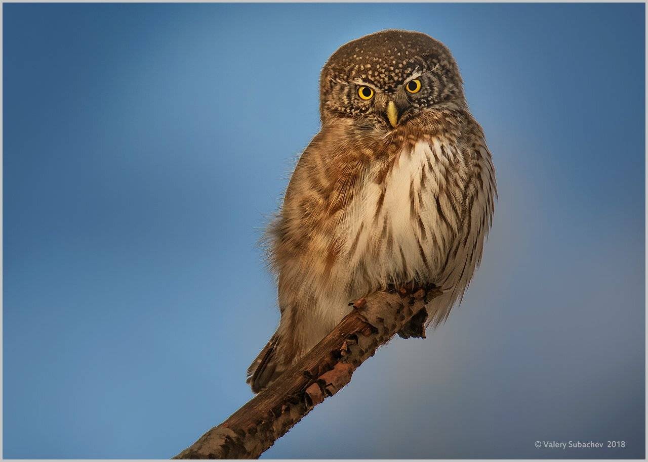 , Валерий Субачев