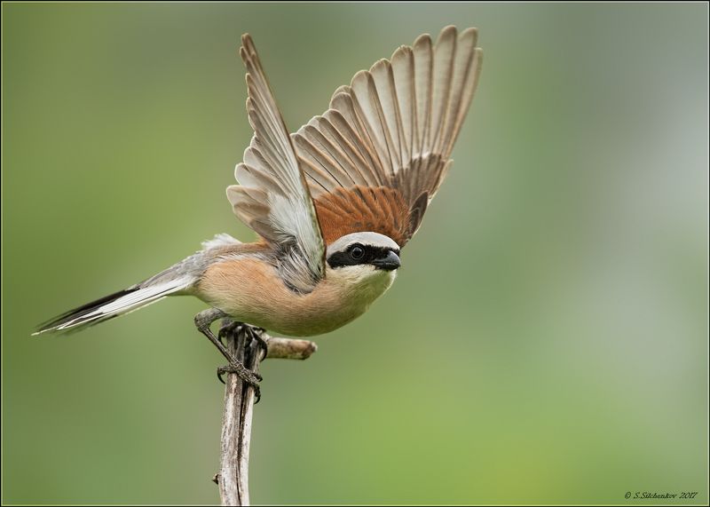 Жулан (самец) фото превью