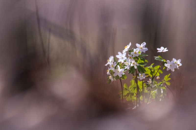 С весной. фото превью