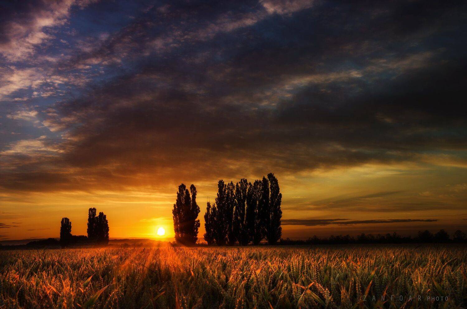 тополя, пейзаж, поле, природа, рассвет, зерно, лето, лучи, деревья, уши, zanfoar, чешская республика, nikon d7000,чехия, Zanfoar
