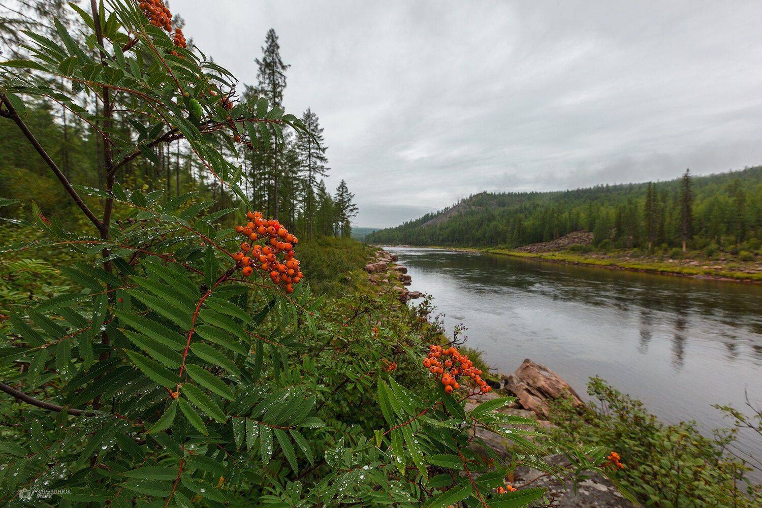 южная якутия, большой нимныр, лето, река, природа, рябина, Зарышнюк Роман