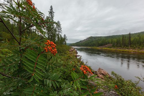 Рябина красная