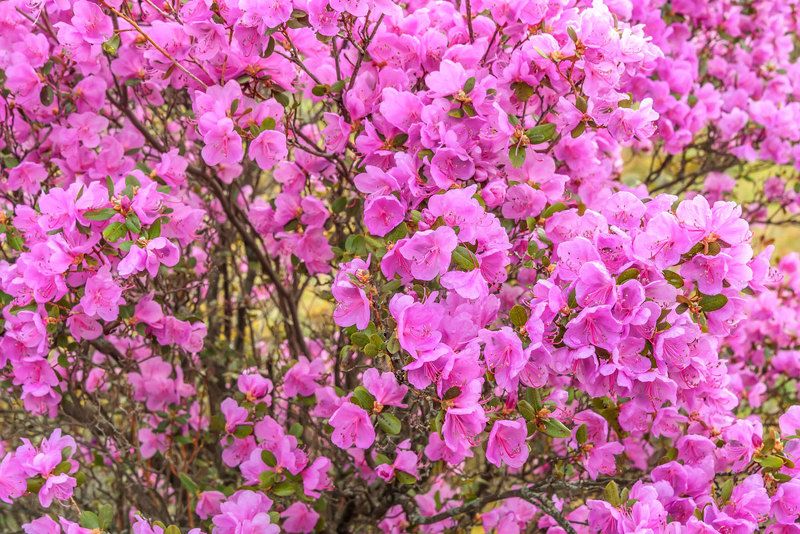 багульник С 8 Марта! фото превью