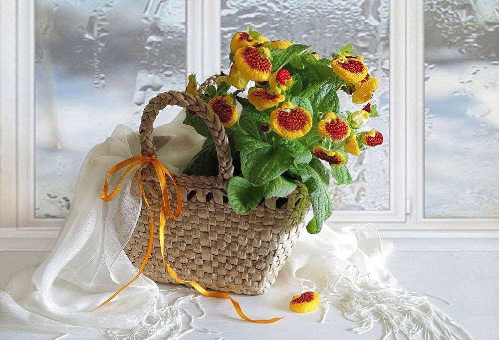 весна,натюрморт,корзина,цветы,шарф, Алла Шевченко