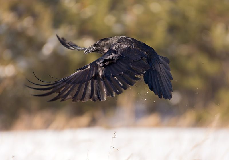 ворон ворон фото превью
