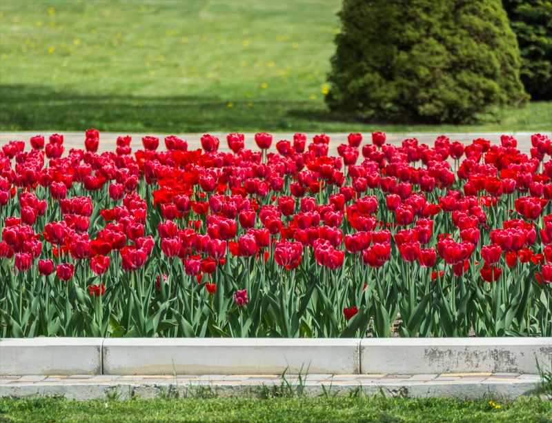 цветы, природа, парк С праздником всех женщин! фото превью