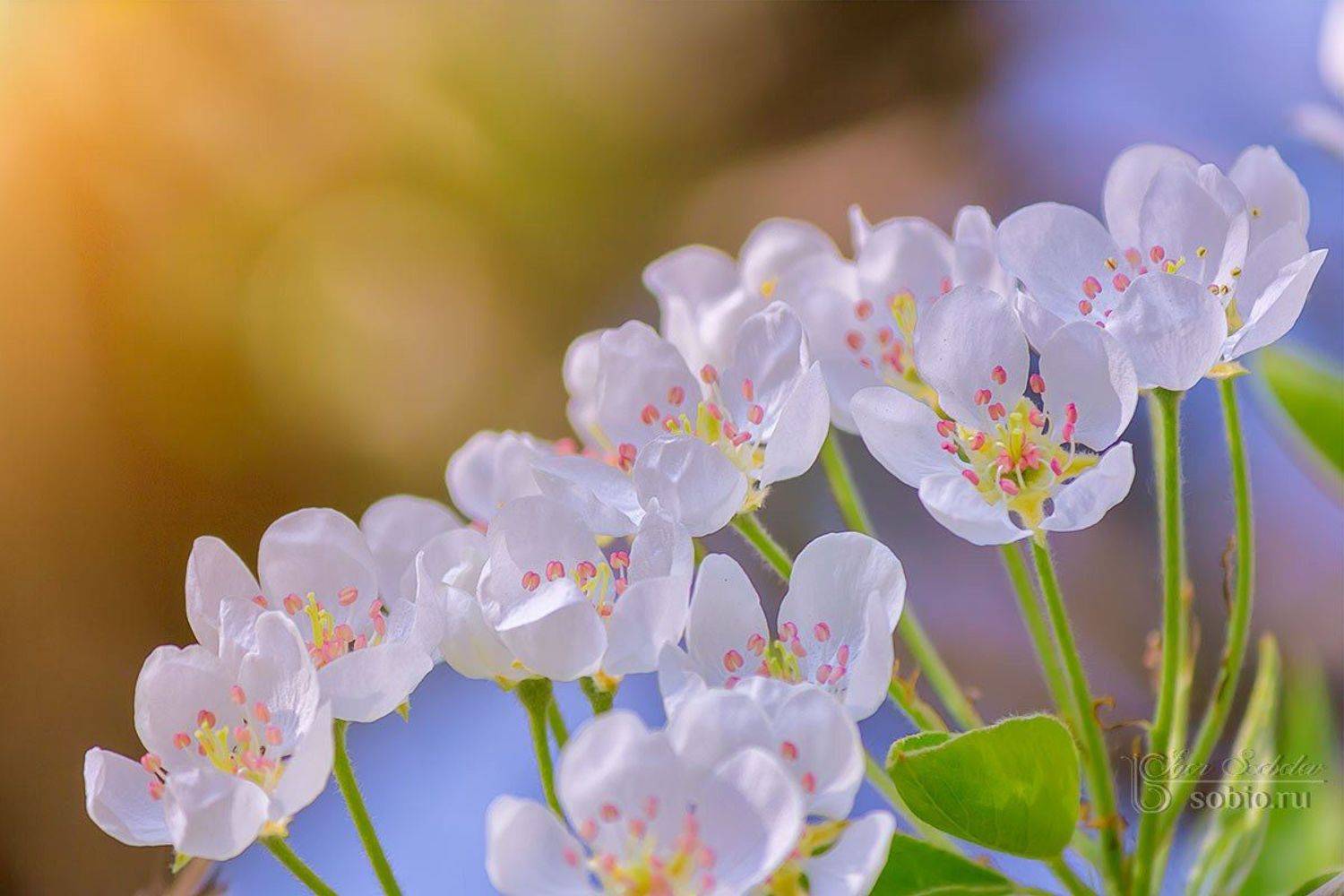 цветы, поздравление, 8 марта, праздник, flowers, congratulations, march 8, holiday, Соболев Игорь