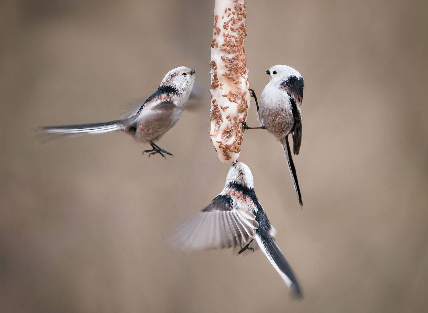 , Arkadiusz Michalak