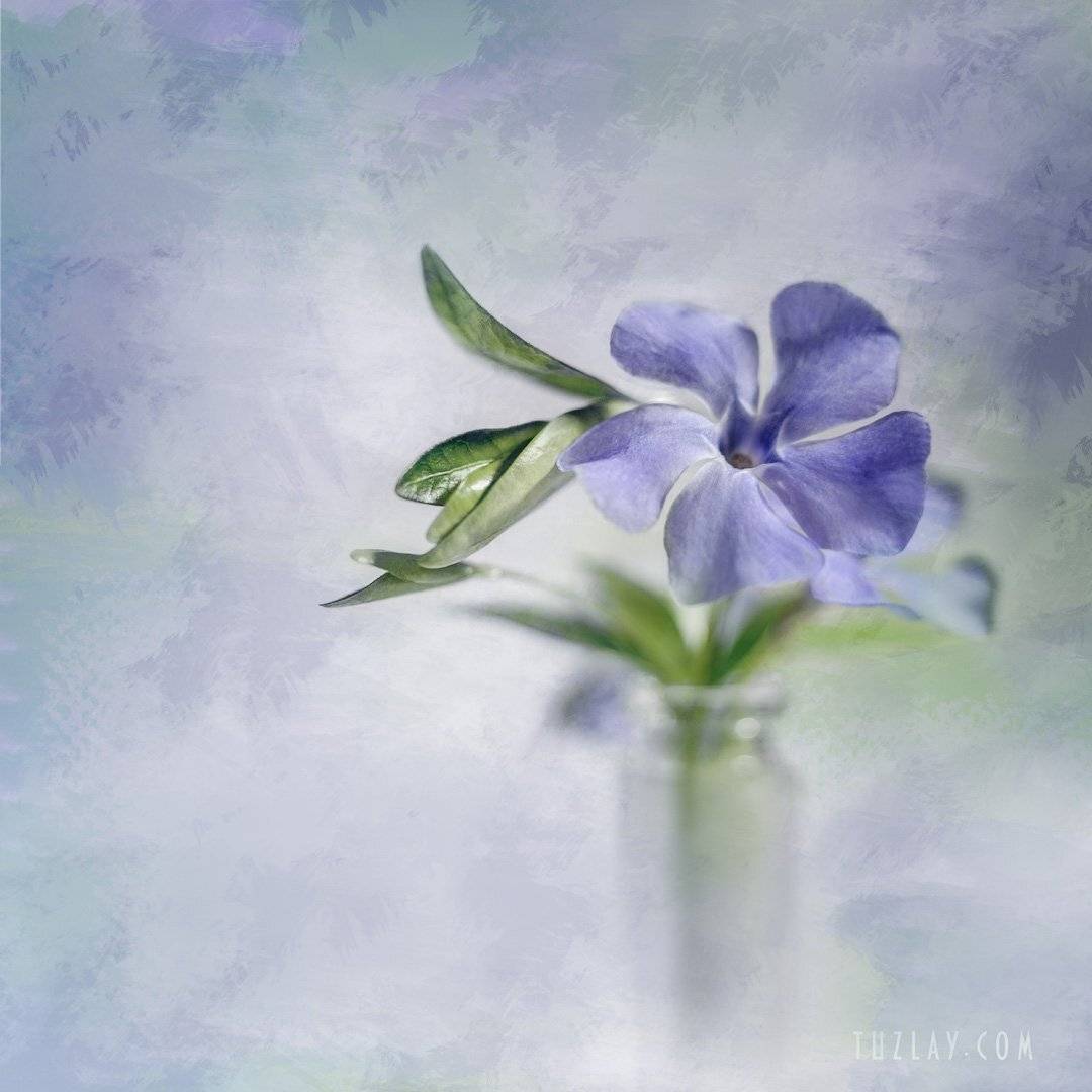 весна во флаконе, пузырек, барвинок, для холста, холст, Владимир Тузлай