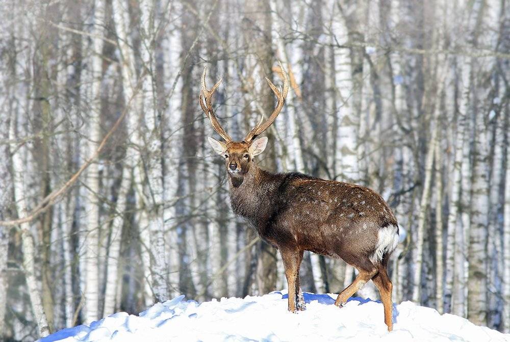 , Михаил Крюков