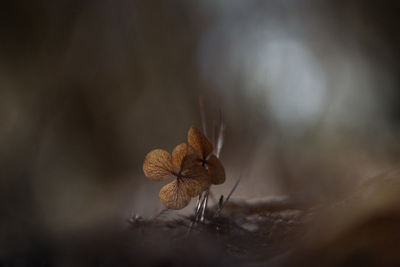 Дарите женщинам цветы фото превью