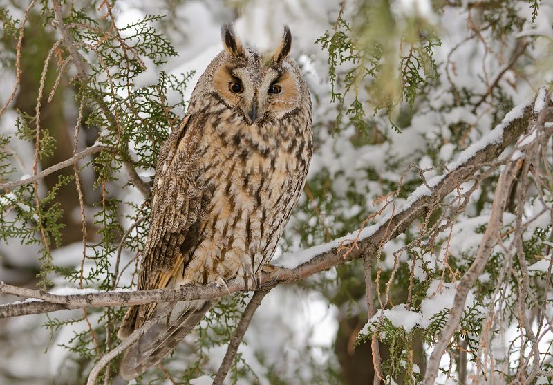 Горска ушата сова Asio otus  фото превью