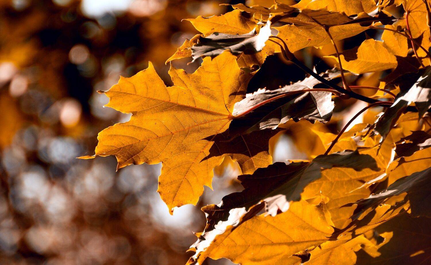 осень, природа, беларусь, лес, Sixten ( Сергей )