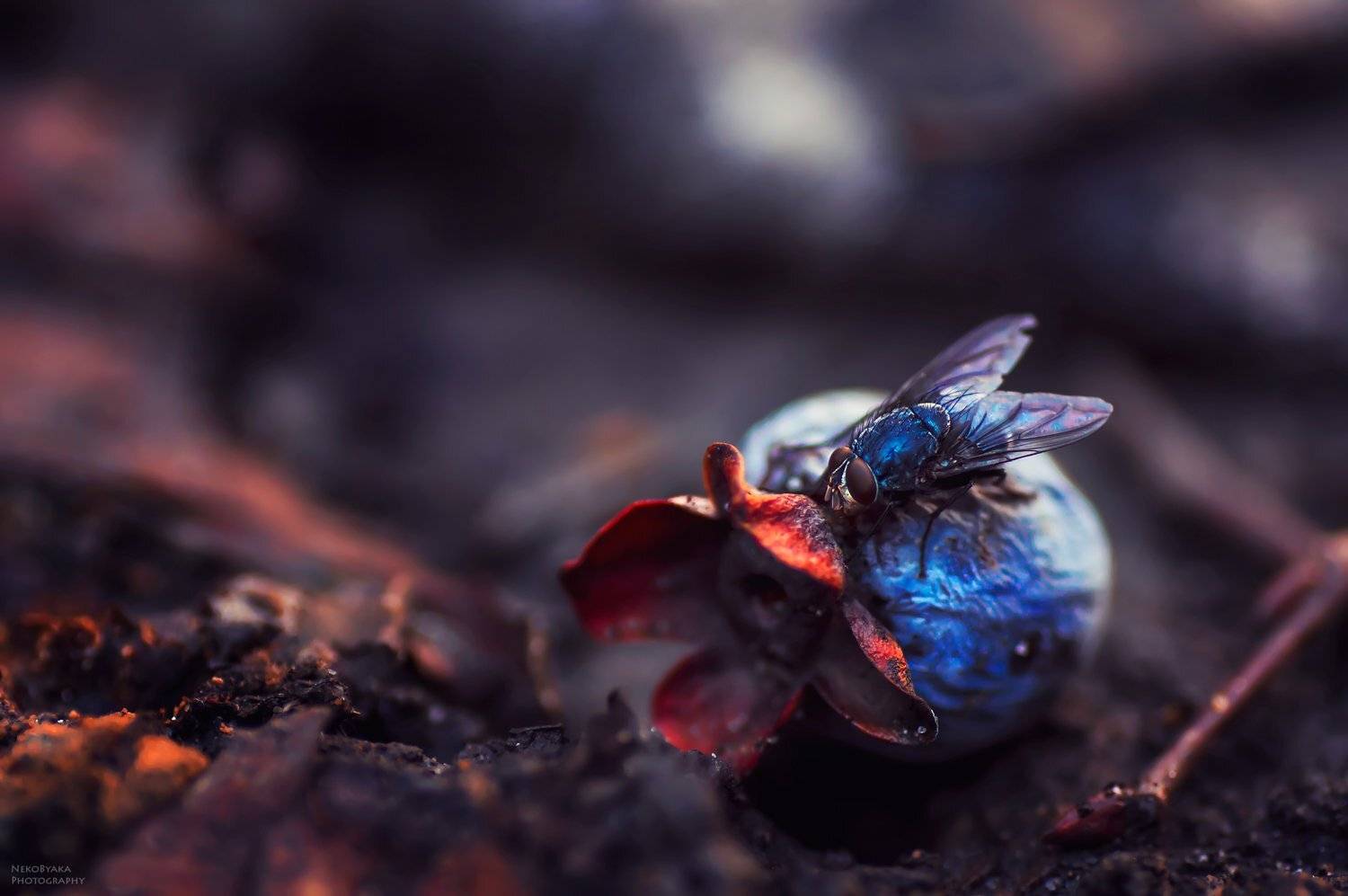 макро, природа, насекомые, муха, синий, хурма,macro, nature, insects, fly, blue, persimmon,, Тараненко Анжелика