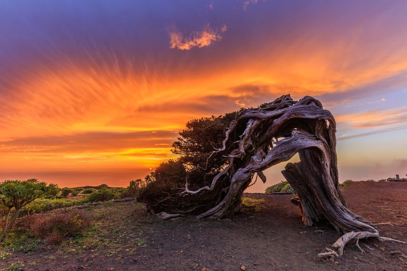 el hierro, el sabinar tree, canary island, sunset The Wild Juniper Tree in El Hierro фото превью