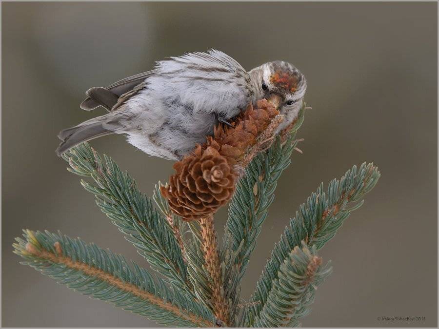 , Валерий Субачев