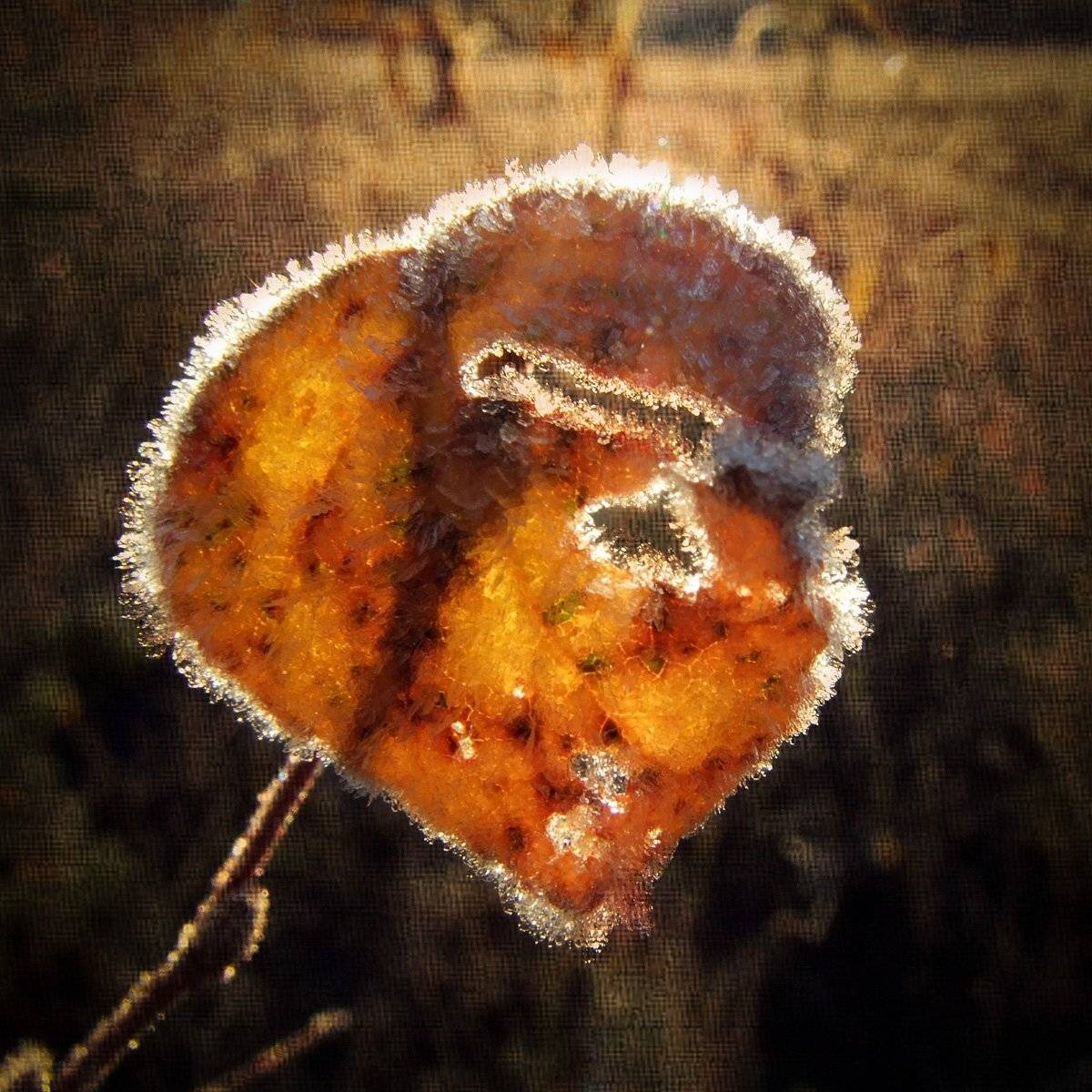 зима, Rimantas Petrikas