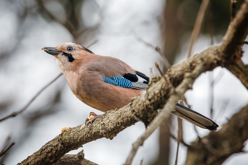 Завтрак тёти Сойки фото превью