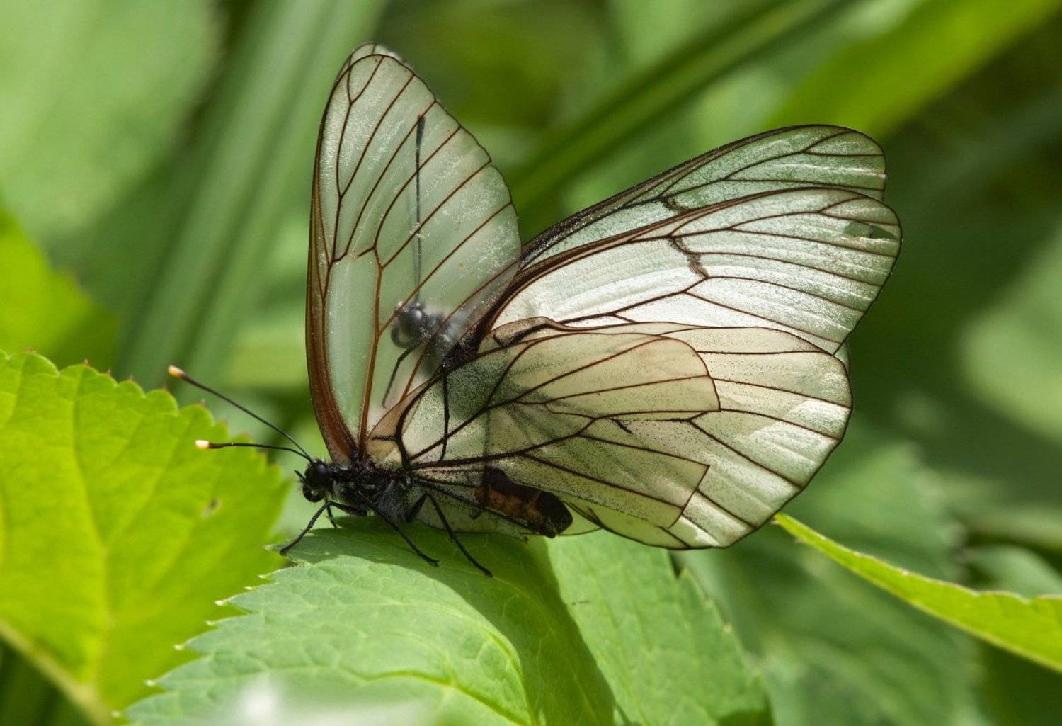 , Александр Смолкин