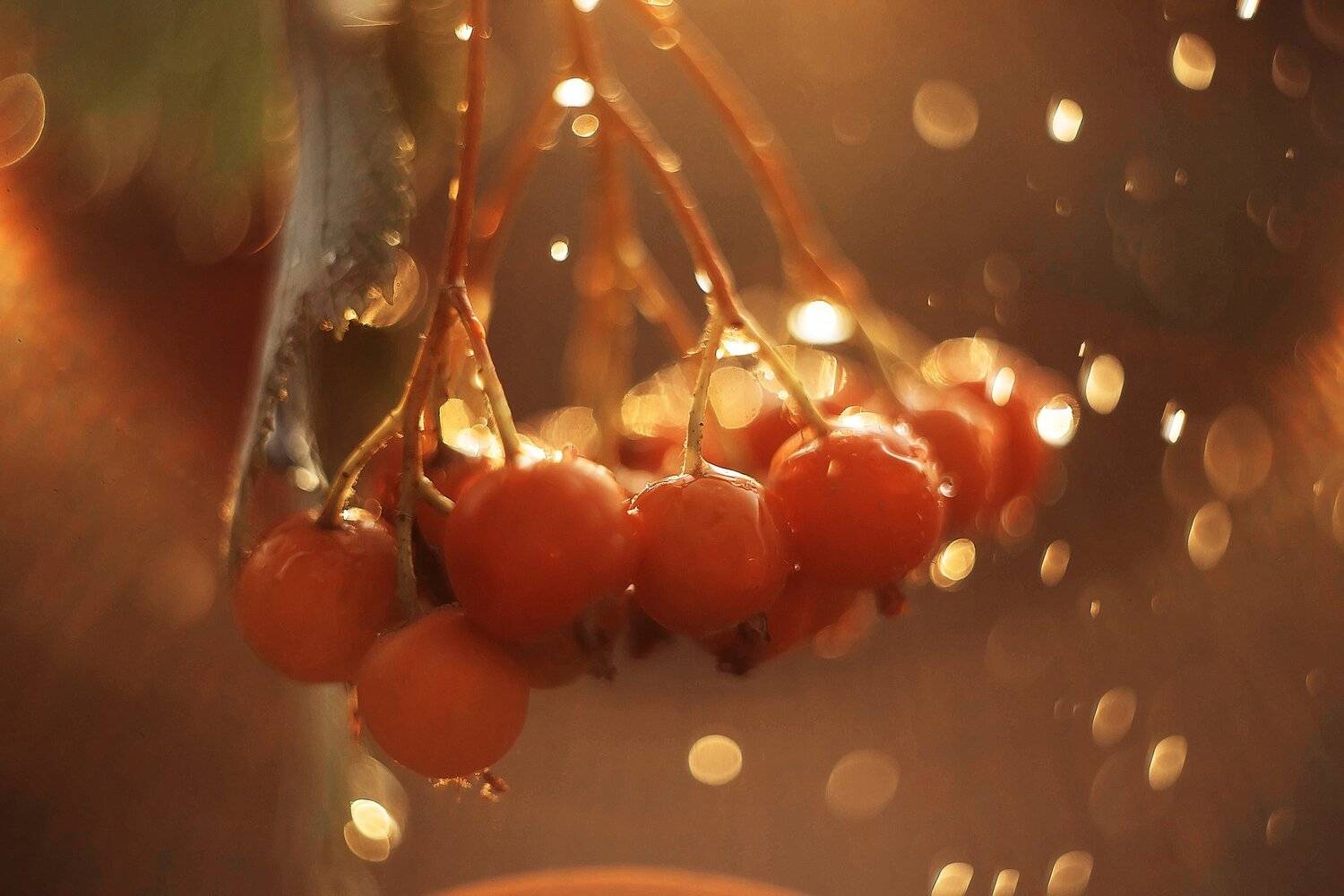 , Анастасия Колесникова