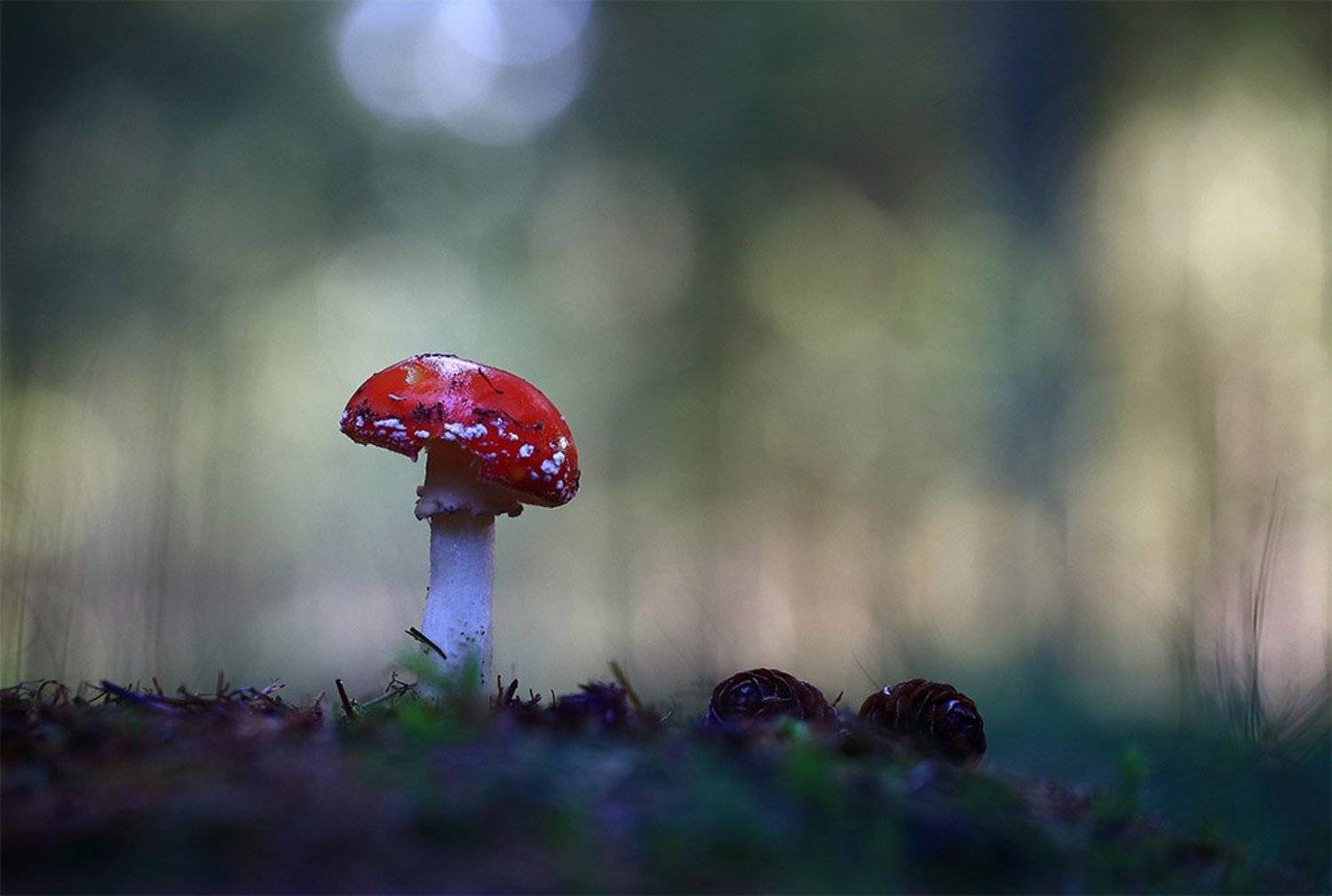 Лес,гриб,осень,мухомор,шишки., Виктор Шнайдер