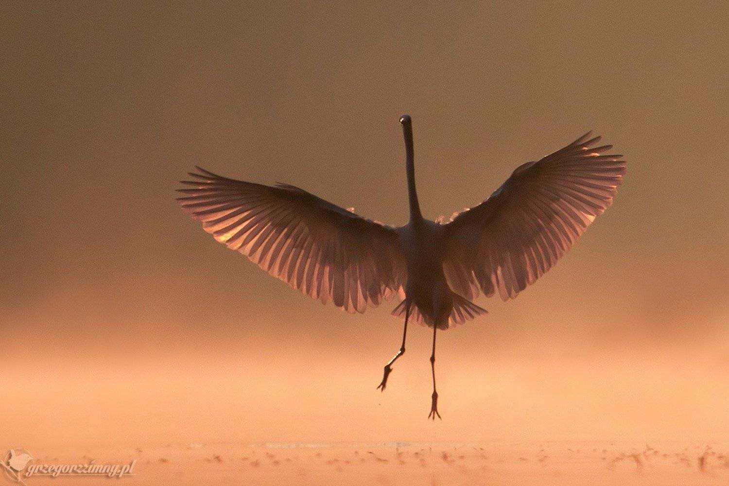 great egret, mist, sunrise, pond, nature, wildlife, morning, Grzegorz Zimny