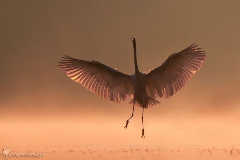 great egret, mist, sunrise, pond, nature, wildlife, morning Phoenix фото превью