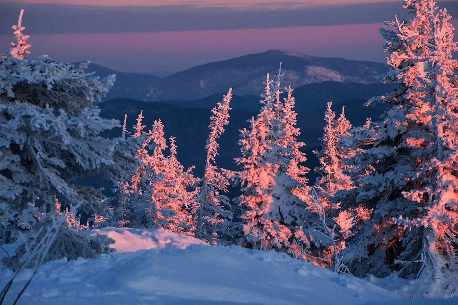 зима, снег, пихты, склоны, маджента, розовый вечер, закат, гора, зелёная, шерегеш, горная шория, сибирь, Валерий Пешков
