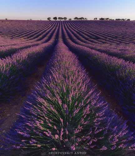 Прованс, лаванда