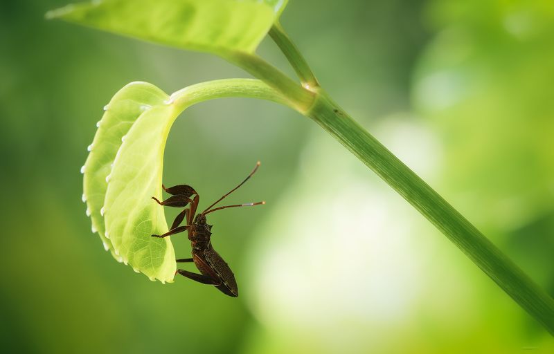 В засаде фото превью