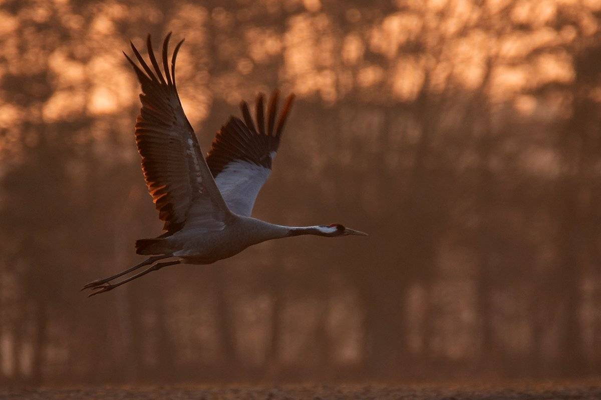 , Pawel Plucinski