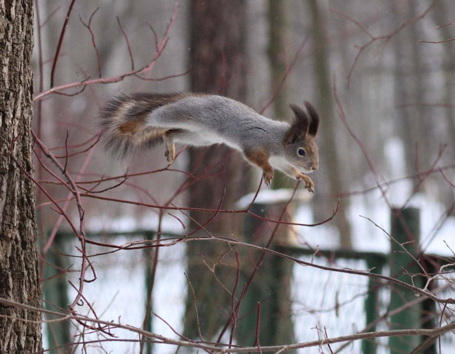 , Николай Бобов