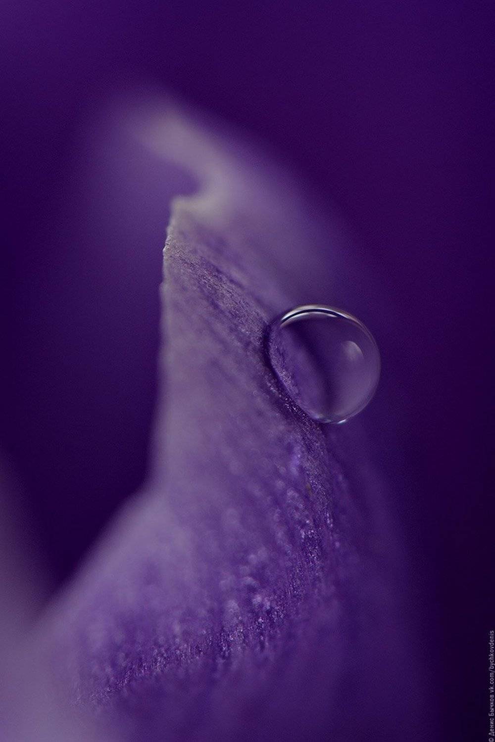 макро, цветы, macro, flowers, Бычков Денис