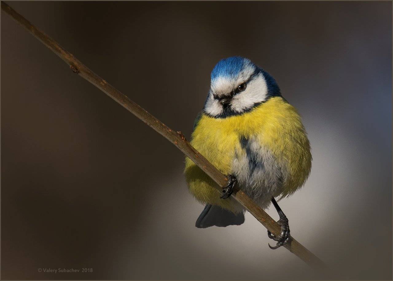 , Валерий Субачев