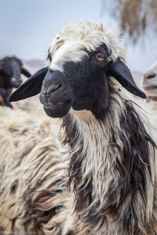 Барашек Шон без грима фото превью