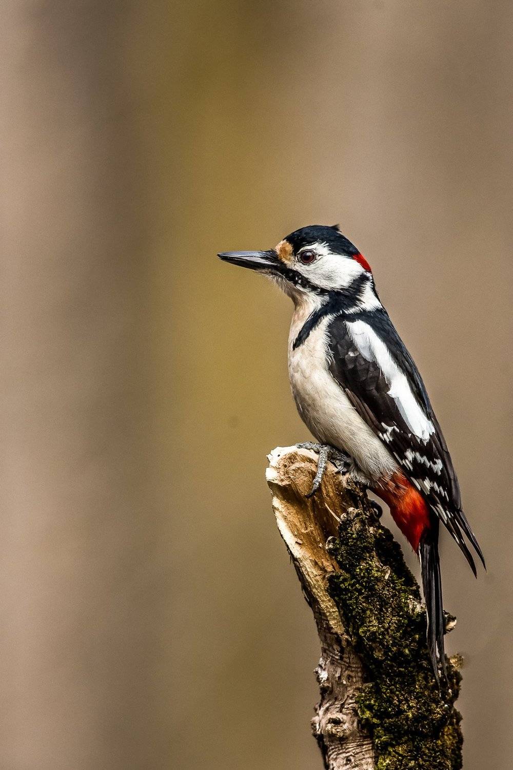 bird,nature,wildlife,woodpecker,portrait,tree,landscape,action,object,beuty, Nikolay Nikolov